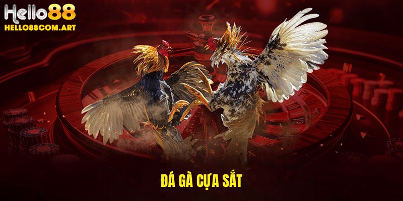 Đá gà cựa sắt