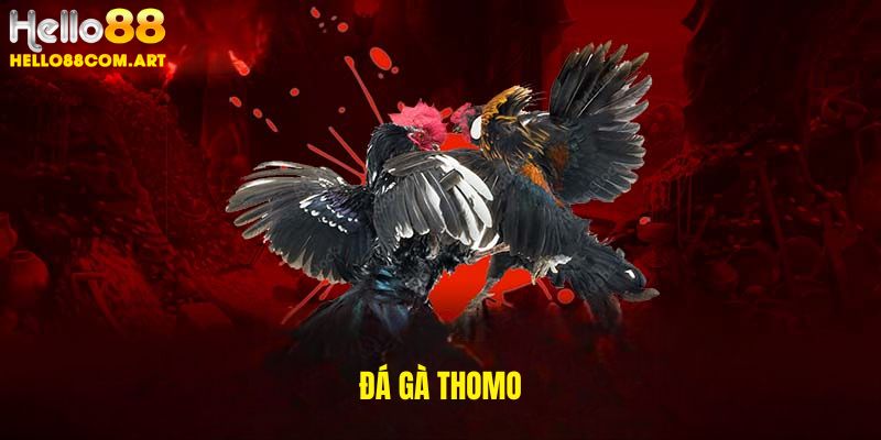Đá gà Thomo